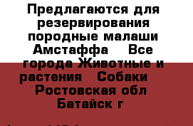 Предлагаются для резервирования породные малаши Амстаффа  - Все города Животные и растения » Собаки   . Ростовская обл.,Батайск г.